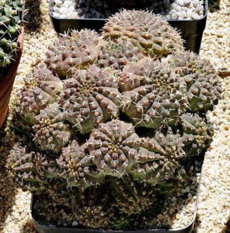 Gymnocalycium_uebelmannianu
